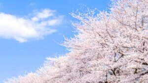 4月の青空と桜